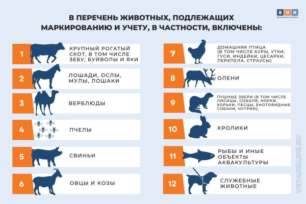 Внимание! Маркировка животных !