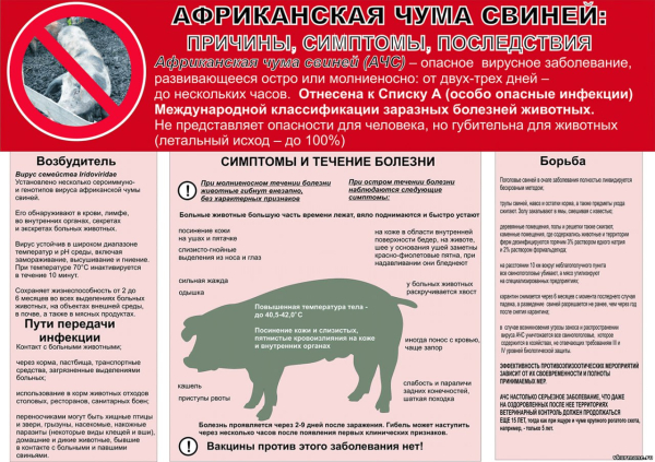 Африканская чума свиней