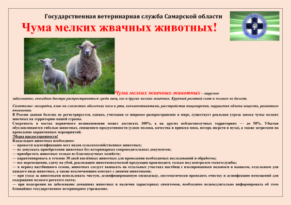 Памятка чума мелких жвачных животных