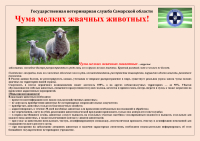 Памятка чума мелких жвачных животных