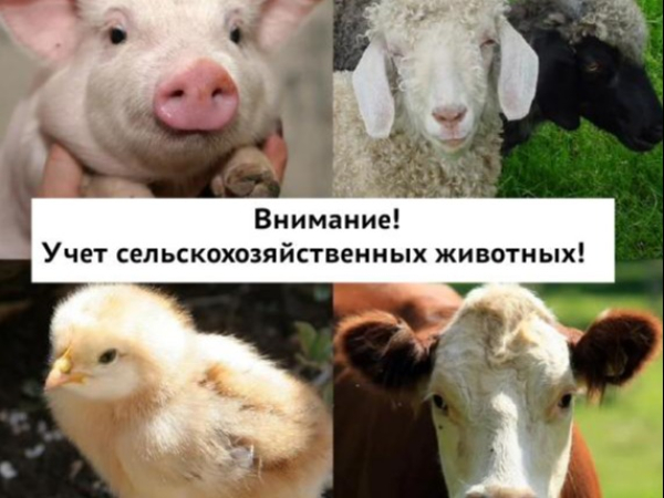 Правила учета животных, в том числе домашней птицы